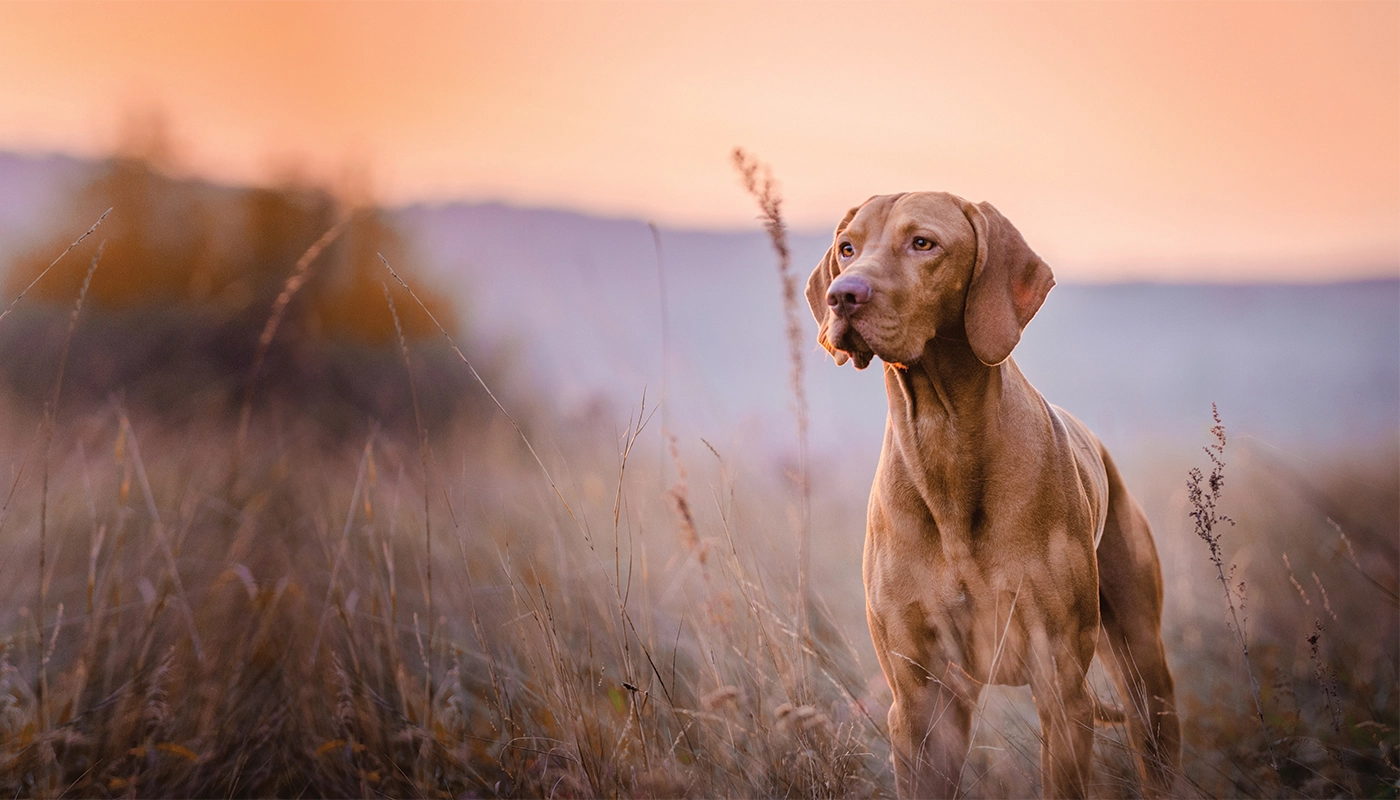 oralade-pour-chiens-dans-un-decor-automnal Oralade pour chiens dans un décor automnal