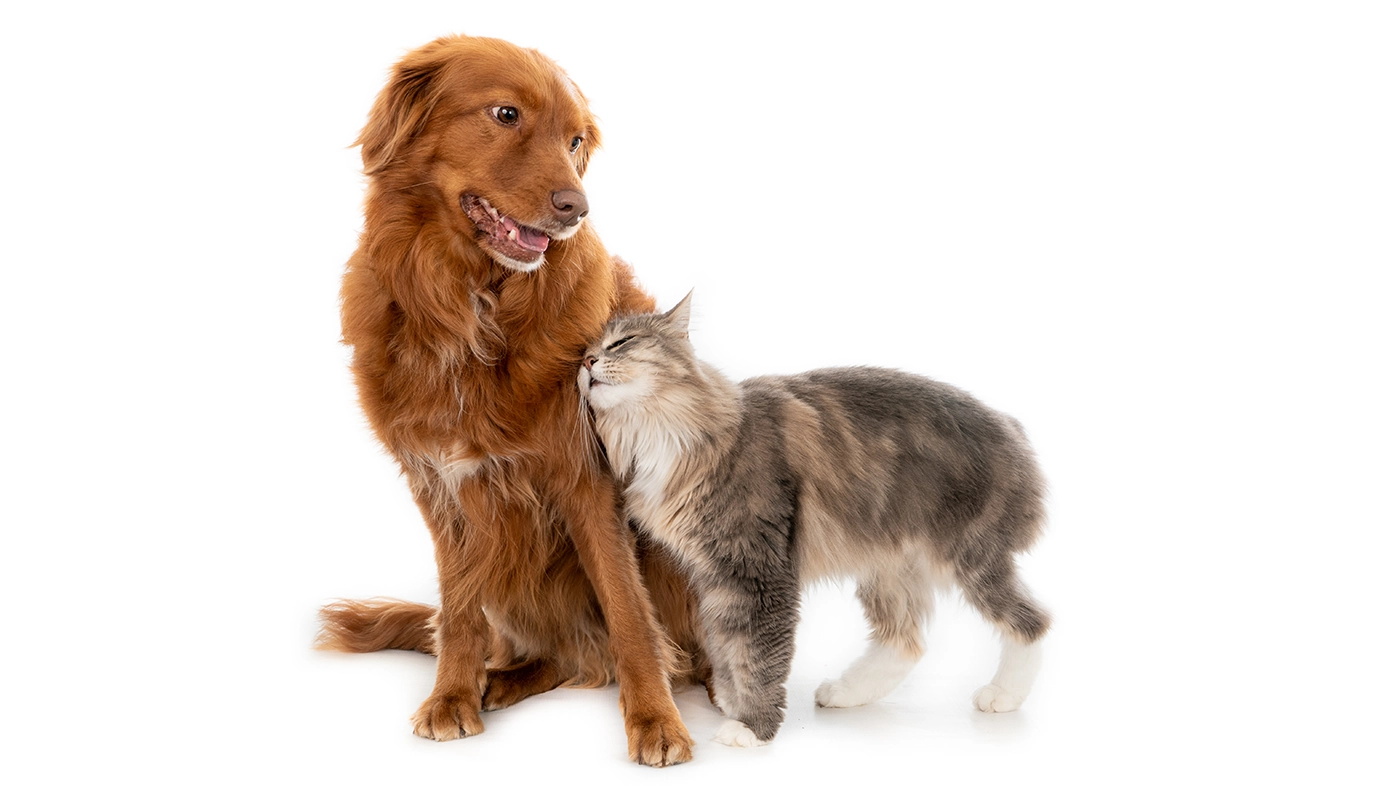 un-chat-se-blottit-contre-un-chien Un chat se blottit contre un chien