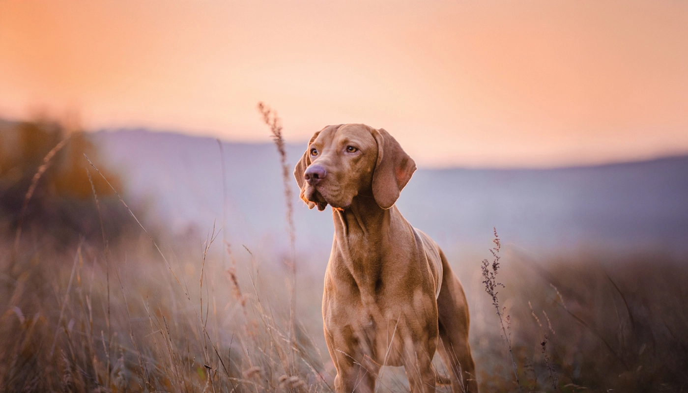 La thérapie de réhydratation orale (ORT) pour les chiens