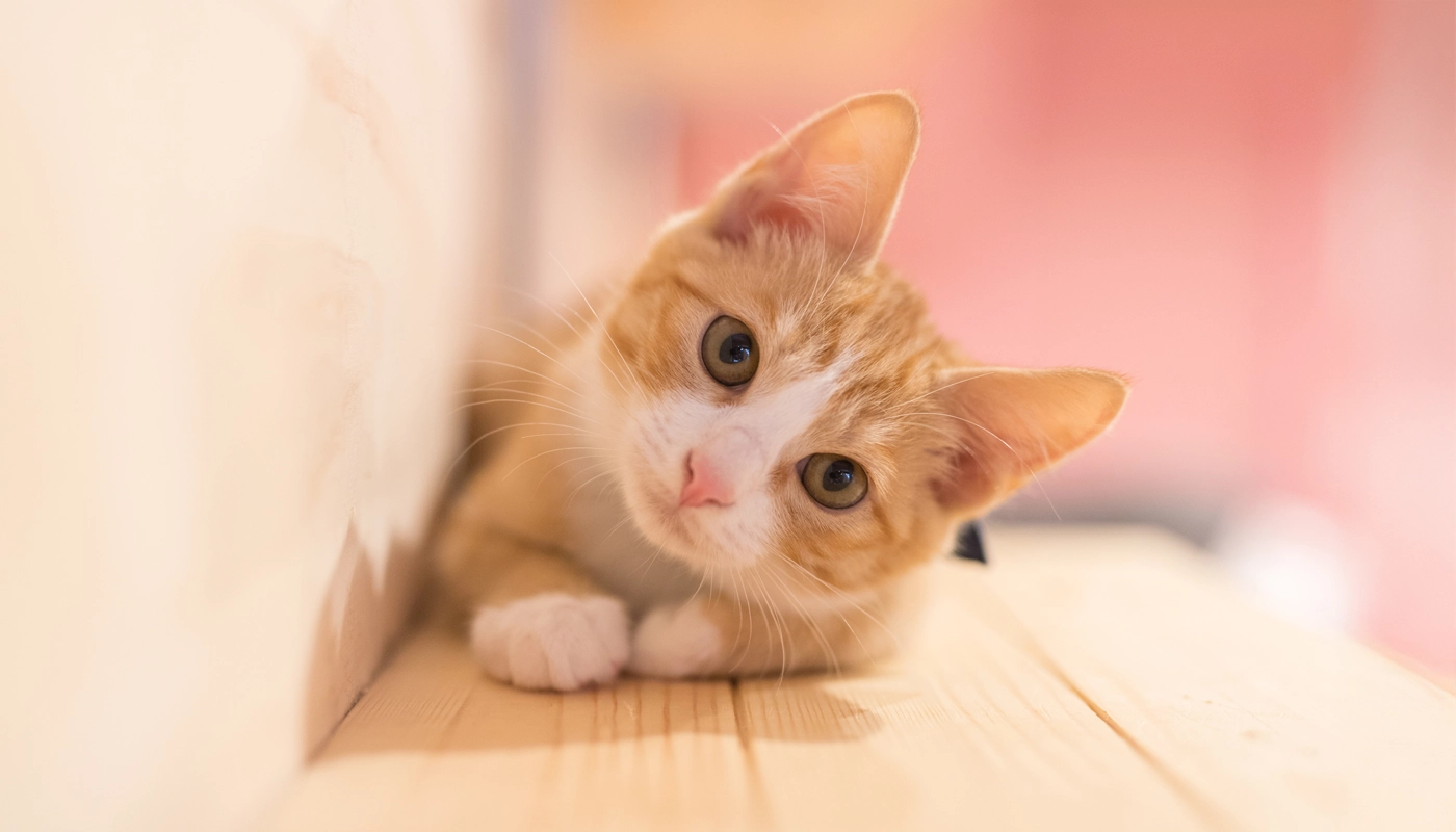 Quand les animaux malades ne mangent pas : Pourquoi l’intestin a quand même besoin de nourriture Quand les animaux malades ne mangent pas : Pourquoi l’intestin a quand même besoin de nourriture