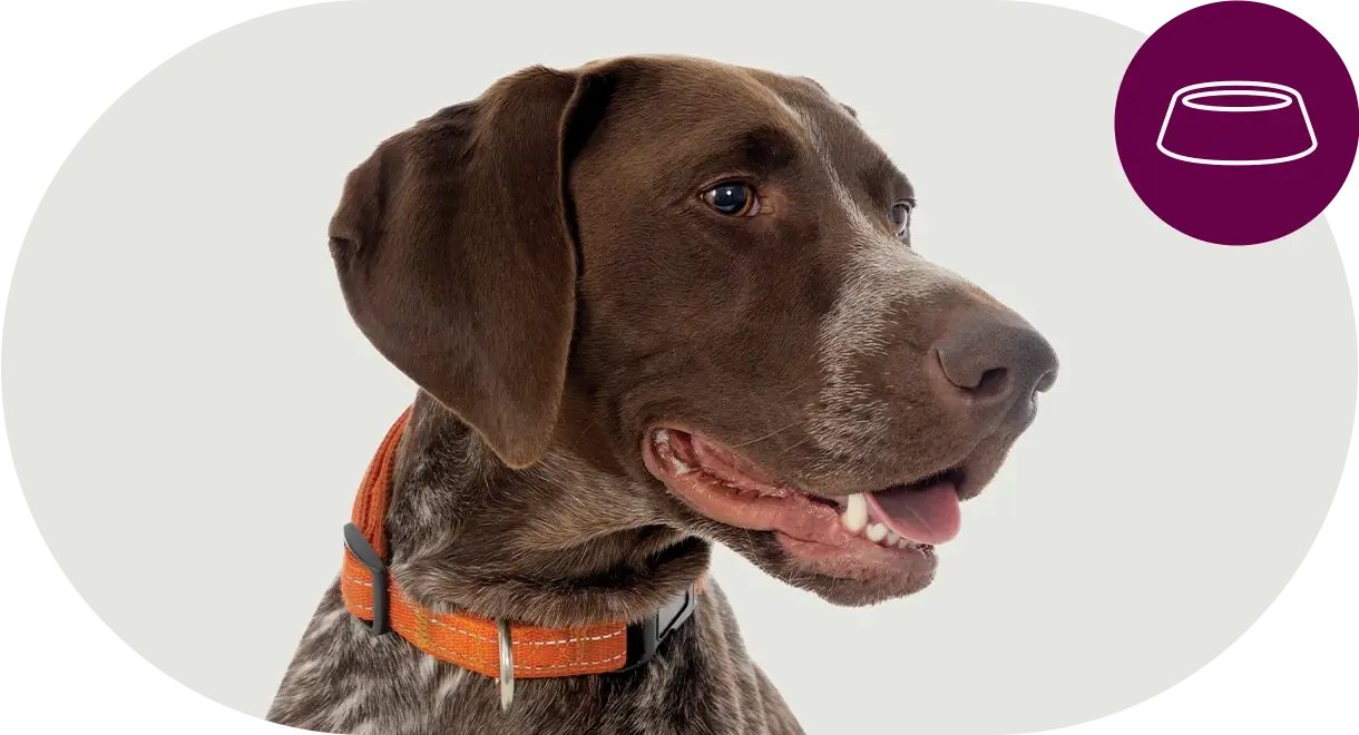 header-categorie-chien-aliments-friandises Header catégorie chien aliments friandises