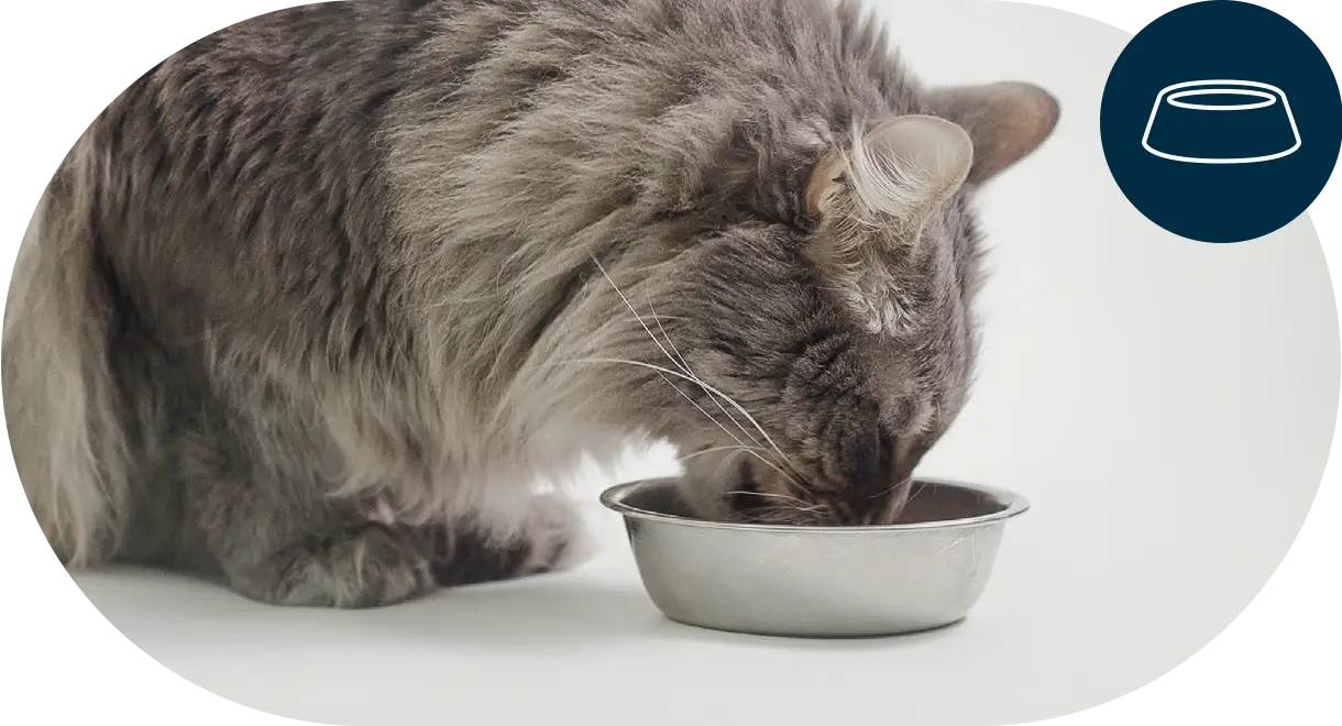 header-categorie-chat-dietes-veterinaires Header catégorie chat diètes vétérinaires