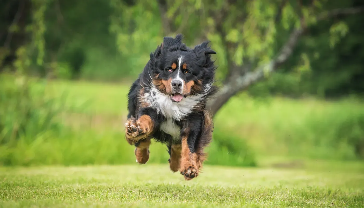 Woran erkenne ich Arthrose bei meinem Hund?