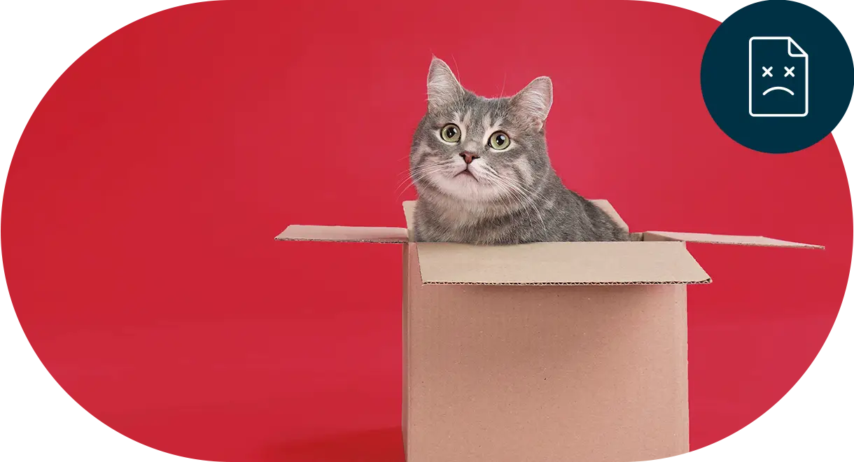 chat-cache-dans-un-carton Chat caché dans un carton