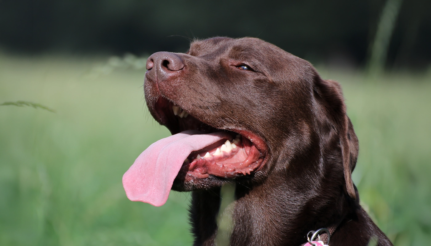 Hecheln beim Hund: Braucht dein Hund dabei mehr Flüssigkeit und wie hilfst du ihm richtig? Hecheln beim Hund: Braucht dein Hund dabei mehr Flüssigkeit und wie hilfst du ihm richtig?