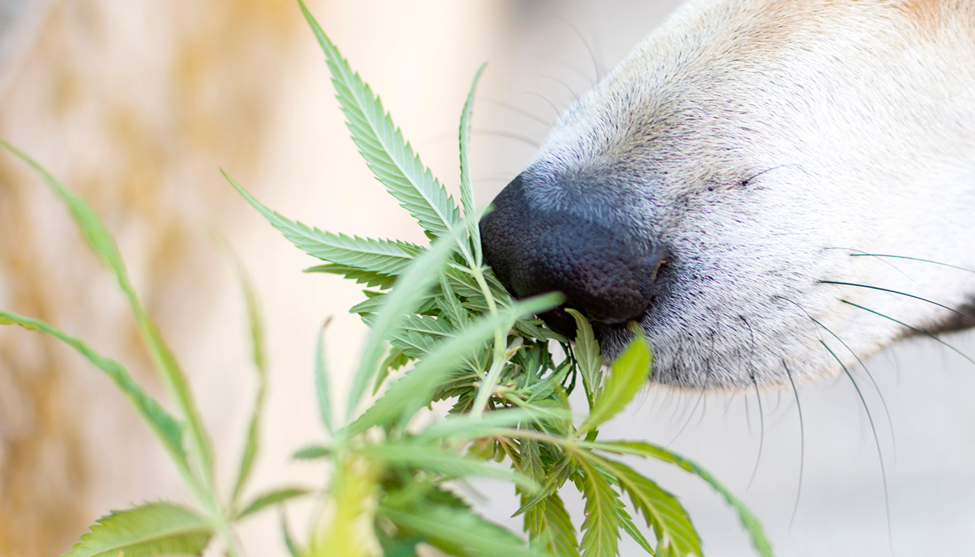 Les cannabinoïdes (CBD) pour animaux – qu’est-ce que c’est exactement et peux-tu les utiliser pour ton animal de compagnie ?