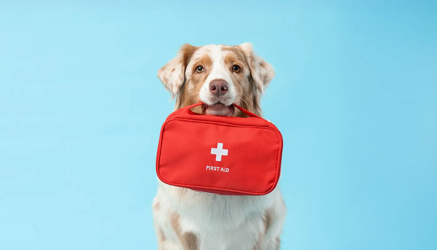 Was gehört in die Notfallapotheke für meinen Hund? Was gehört in die Notfallapotheke für meinen Hund?