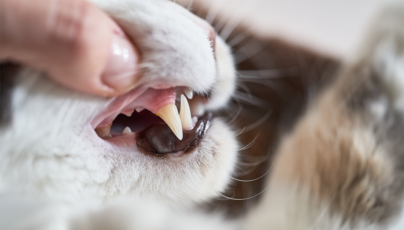 Soins dentaires chez le chien et chat : pourquoi sont-ils si importants ?