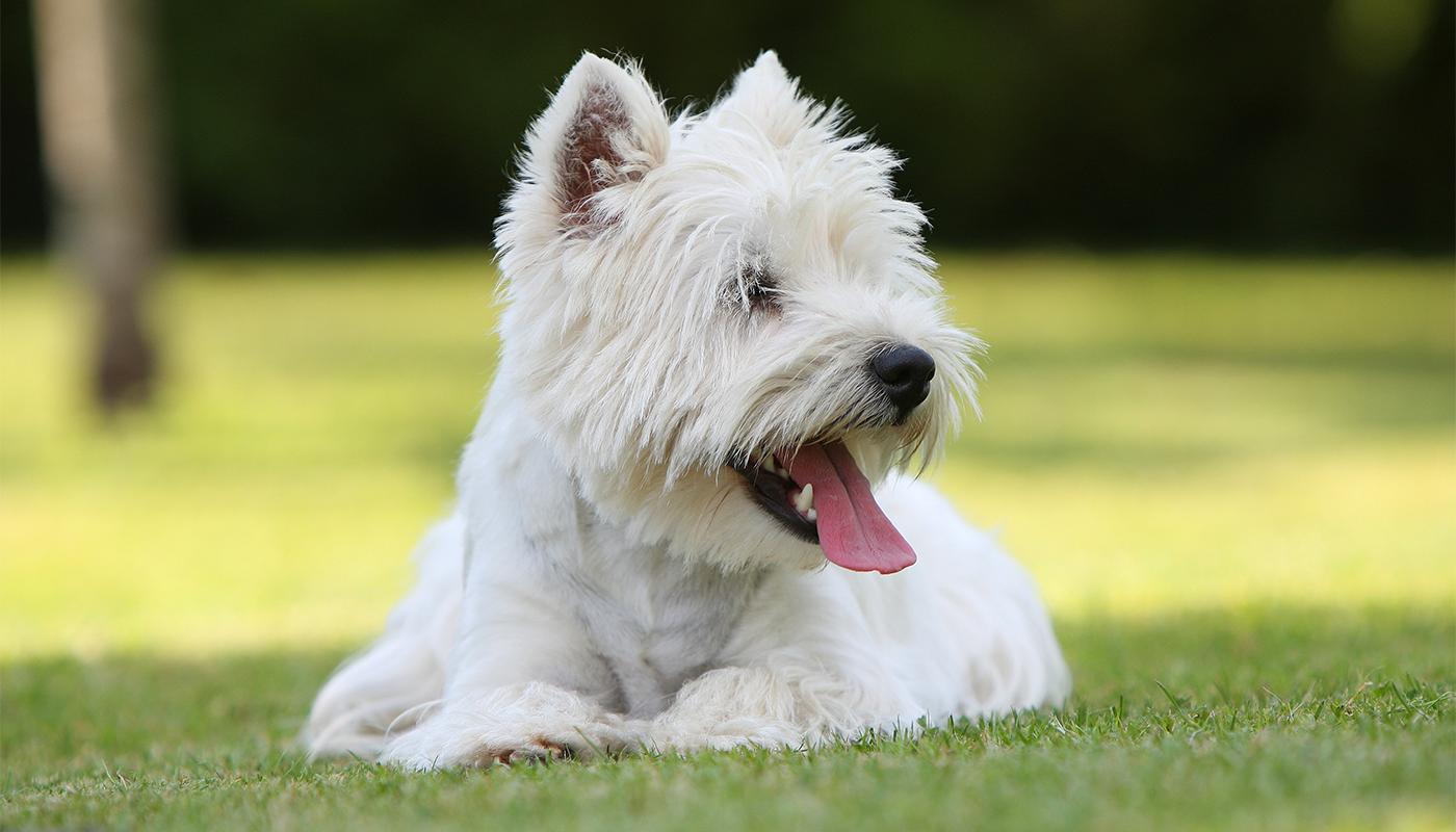 Comment traites-tu l’allergie alimentaire de ton chien ? Comment traites-tu l’allergie alimentaire de ton chien ?