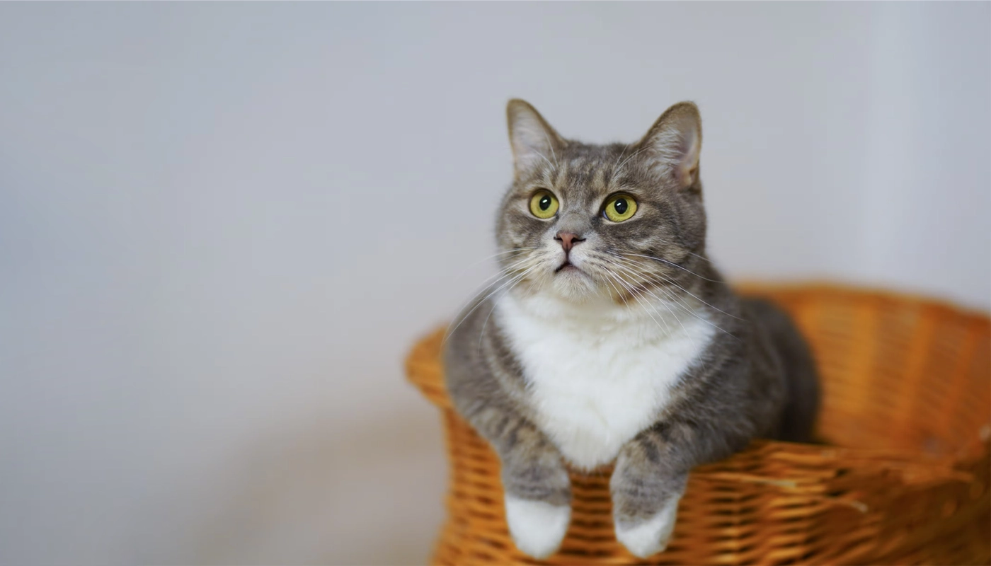 Mon chat a de la diarrhée – que puis-je faire ? Mon chat a de la diarrhée – que puis-je faire ?