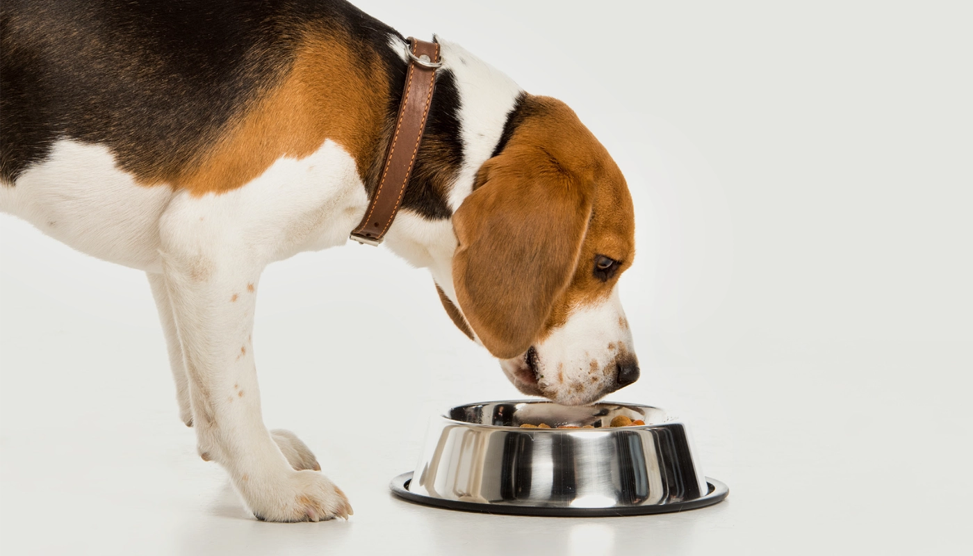 teaser-nahrung-fuer-hunde Teaser Nahrung für Hunde