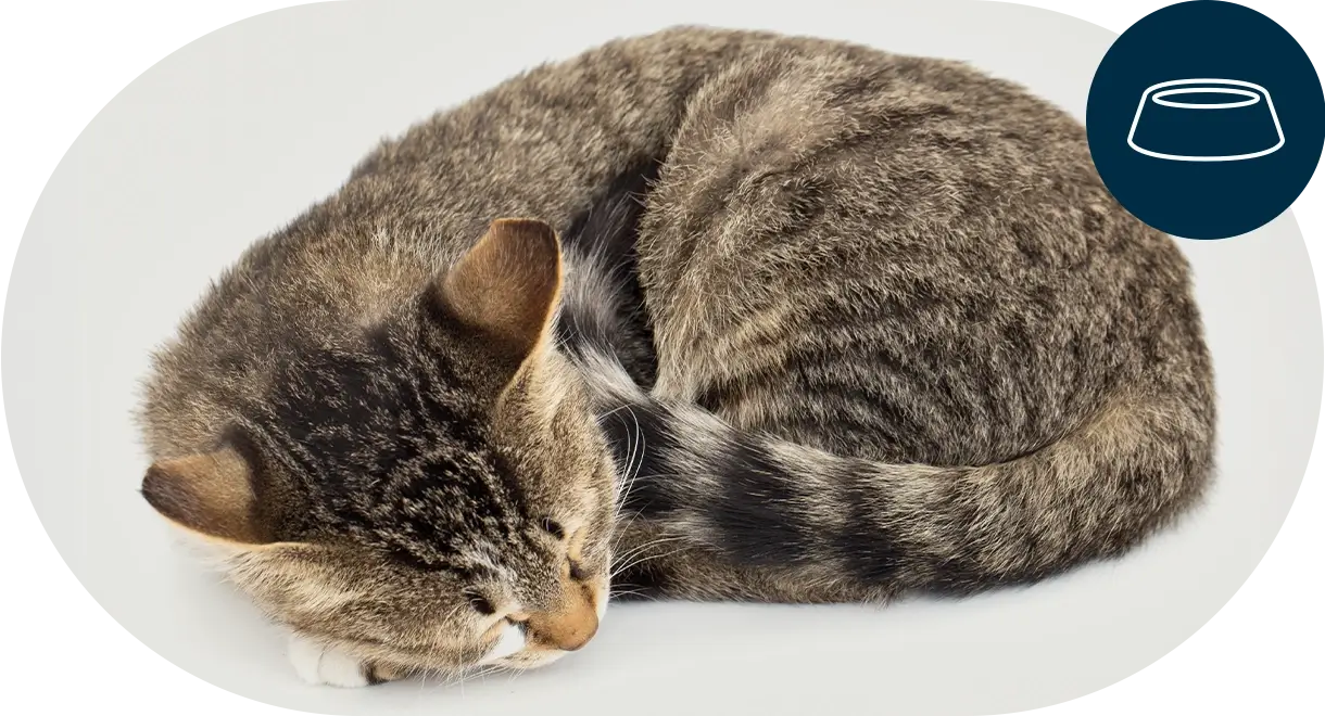 header-categorie-chat-complements-alimentaires Header catégorie chat compléments alimentaires