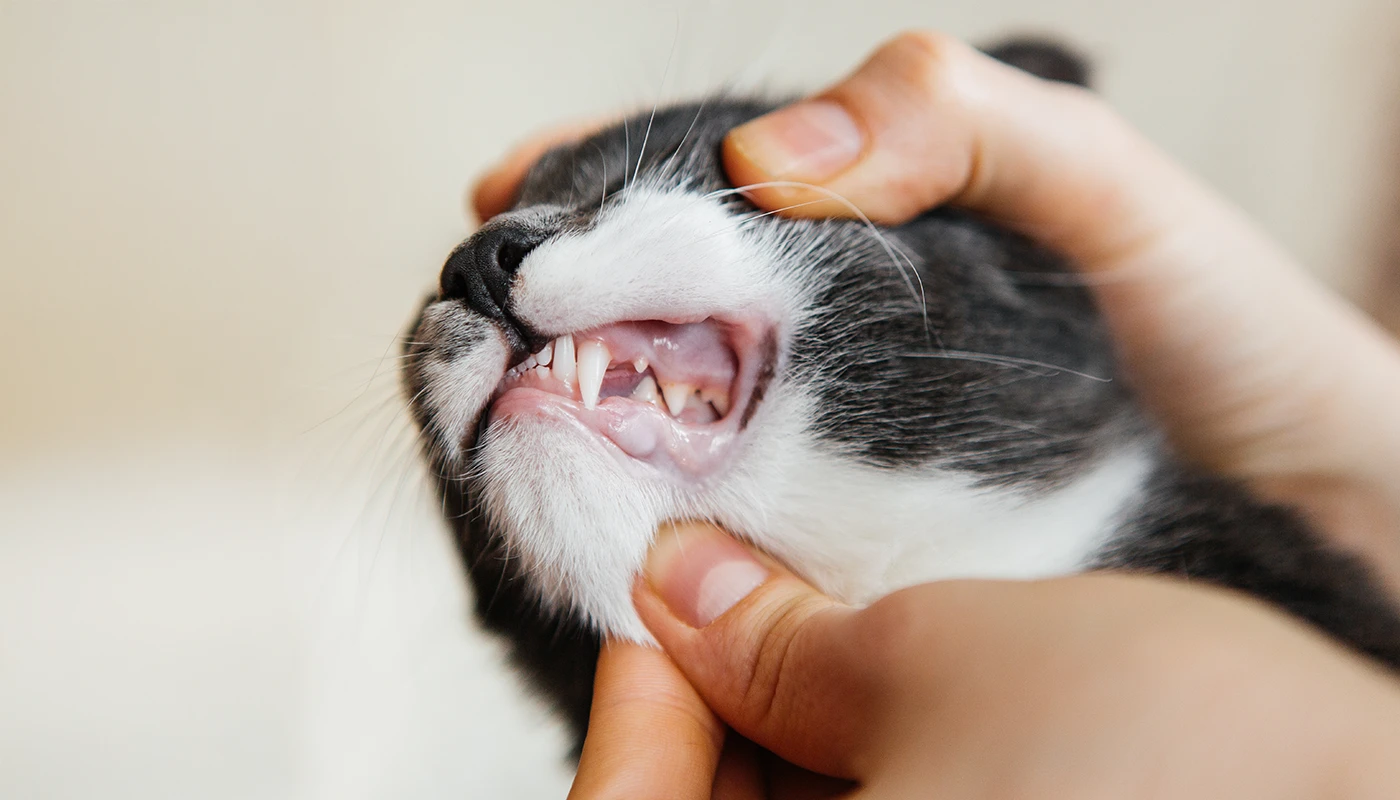 dentifrice-plaqtiv-pour-chiens-et-chats Dentifrice Plaqtiv+ pour chiens et chats souffrant de tartre