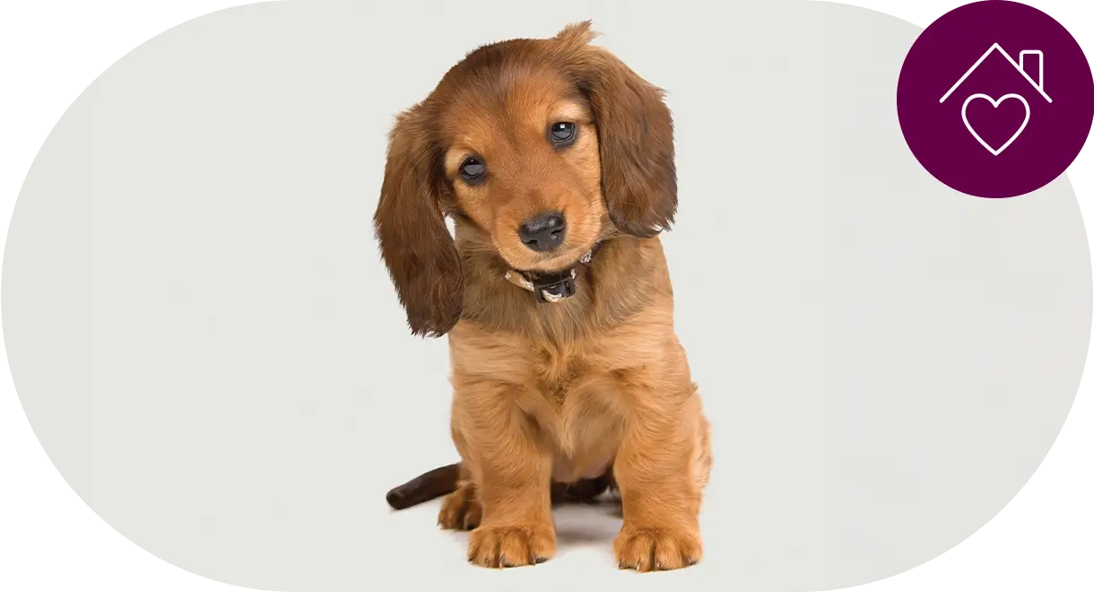 header-categorie-chien-accessoires Header catégorie chien accessoires