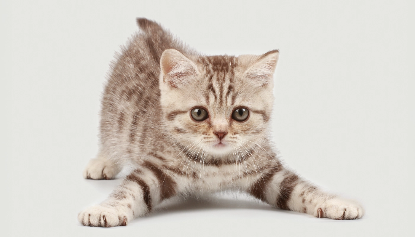 jeune-chat-se-etire Jeune chat s’étire