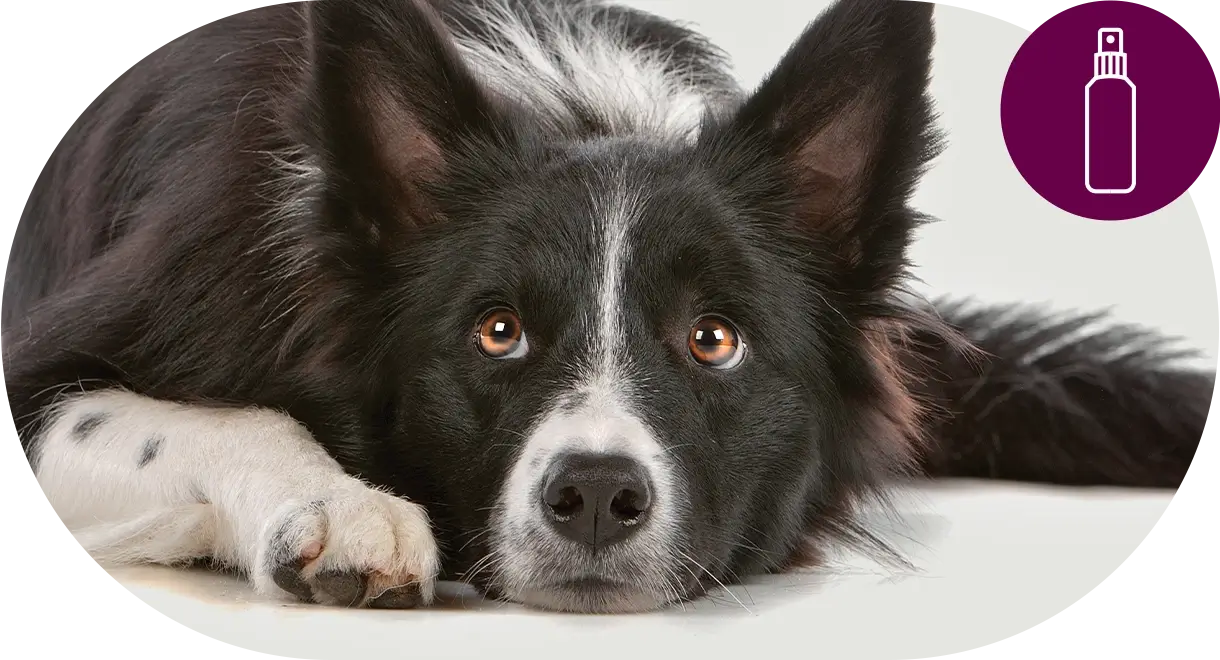 header-categorie-chien-produits-de-soin Header catégorie chien produits de soin