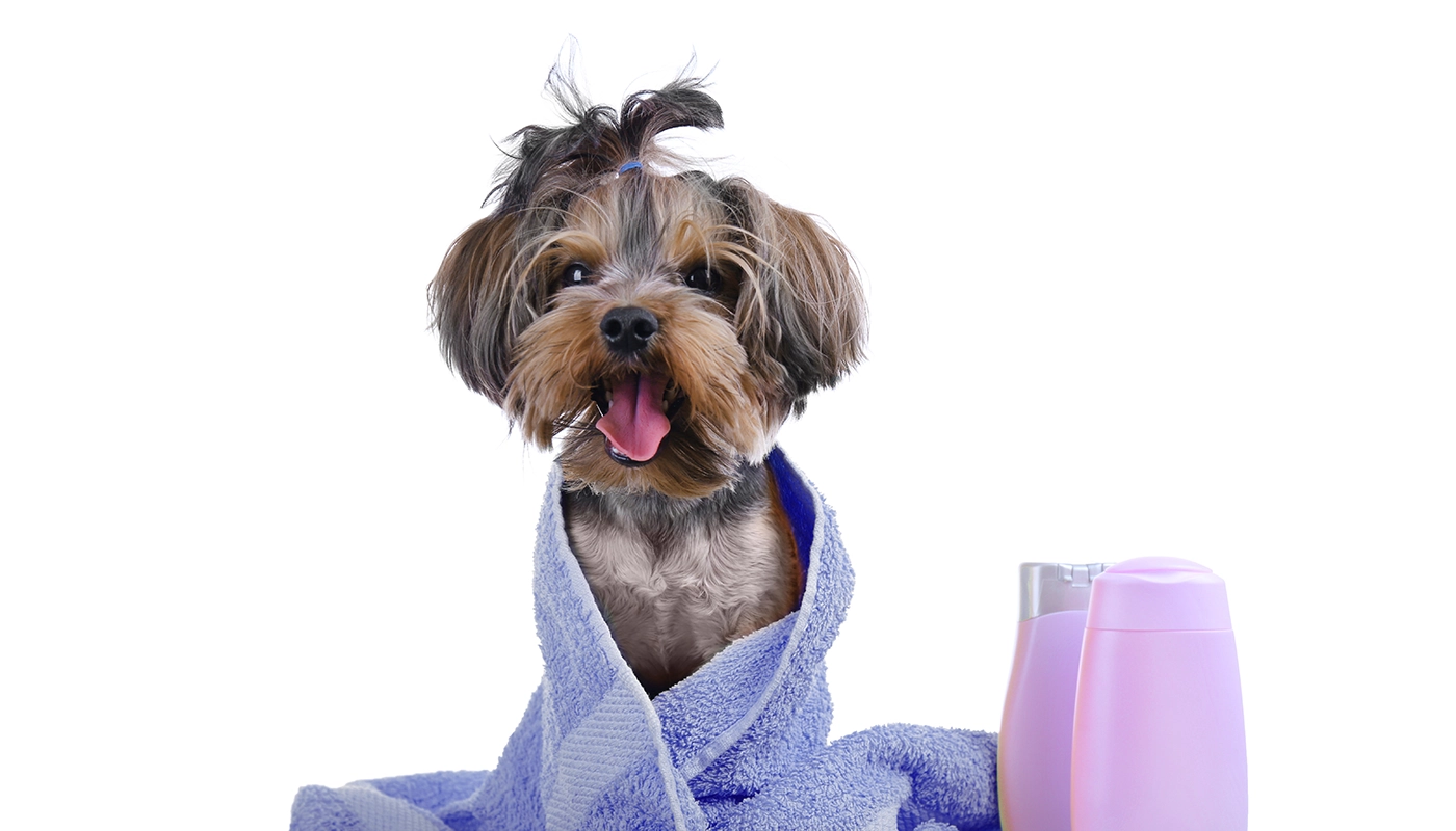 chien-profite-d-un-programme-beaute Chien profite d’un programme beauté