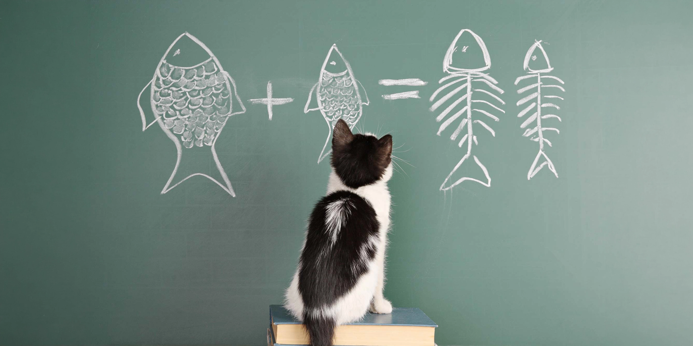 katze-begutachtet-ein-fischskelett Katze begutachtet ein Fischskelett