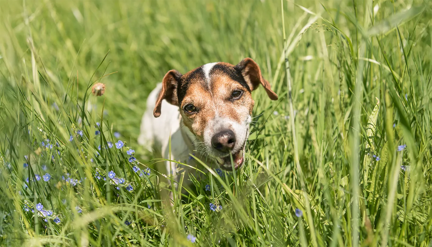 Puis-je nourrir mon chien de manière végétarienne ?