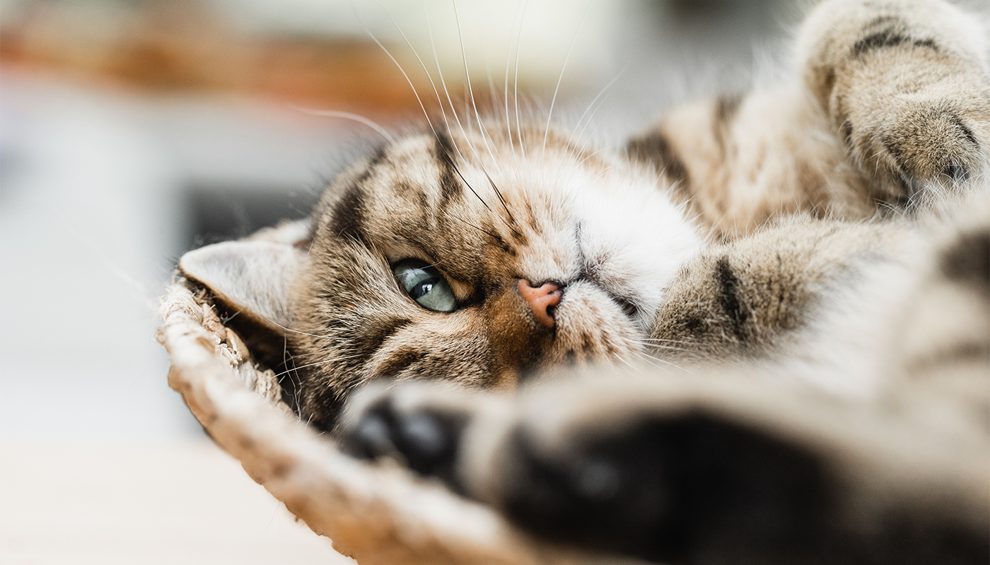 Carence en vitamine B12 en cas de diarrhée chronique chez le chat – qu’est-ce que c’est ?