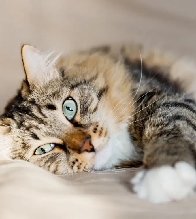 Katze liegend schönes Fell